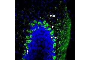 Expression of ADAM22 in mouse cerebellum - Immunohistochemical staining of perfusion-fixed frozen mouse brain sections using Anti-ADAM22 (extracellular) Antibody (ABIN7042881, ABIN7044724 and ABIN7044725), (1:200), followed by goat-anti-rabbit-AlexaFluor-488 secondary antibody. (ADAM22 antibody  (Extracellular, N-Term))