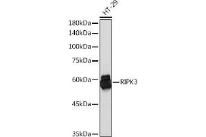 Western blot analysis of extracts of HT-29 cells, using RIPK3 Rabbit pAb (ABIN6132598, ABIN6146964, ABIN6146967 and ABIN6221084) at 1:1000 dilution. (RIPK3 antibody  (AA 1-120))