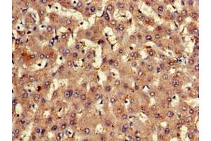 Immunohistochemistry of paraffin-embedded human liver tissue using ABIN7152309 at dilution of 1:100 (EXT2 antibody  (AA 180-267))