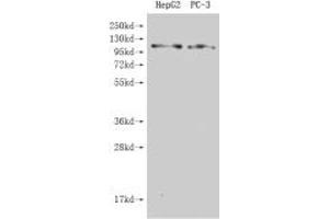 Western Blot Positive WB detected in: HepG2 whole cell lysate, Hela whole cell lysate All lanes: GPRC6A antibody at 4. (GPRC6A antibody  (AA 403-581))