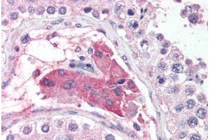 Human Testis (formalin-fixed, paraffin-embedded) stained with POU5F1 antibody ABIN625854 at 5 ug/ml followed by biotinylated goat anti-rabbit IgG secondary antibody ABIN481713, alkaline phosphatase-streptavidin and chromogen. (OCT4 antibody  (AA 114-163))