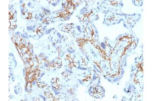 Formalin-fixed, paraffin-embedded human Placenta stained with GSTM1 Mouse Monoclonal Antibody (GSTMu1-3). (GSTM1 antibody)
