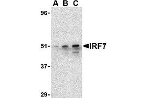 Western Blotting (WB) image for anti-Interferon Regulatory Factor 7 (IRF7) (C-Term) antibody (ABIN1030452) (IRF7 antibody  (C-Term))