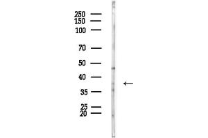Western blot analysis of lysates from PC12 cells, using QKI Antibody at 1/1000 dilution.
