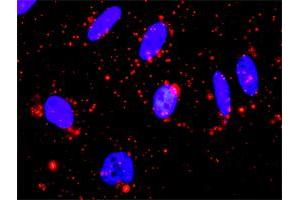Proximity Ligation Analysis of protein-protein interactions between MAPK13 and MAPKAPK3. (MAPK13 antibody  (AA 1-365))