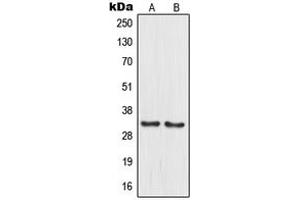 Western blot analysis of MRPL15 expression in PANC1 (A), HuvEc (B) whole cell lysates.