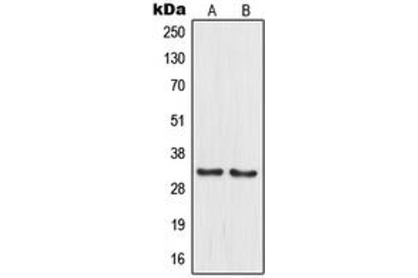MRPL15 antibody  (Center)
