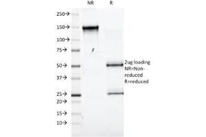 SDS-PAGE Analysis of Purified, BSA-Free CD98 Antibody (clone UM7F8). (SLC3A2 antibody)