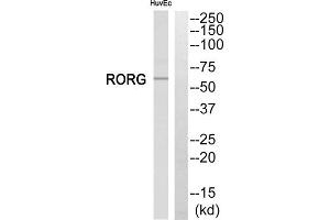 Western blot analysis of extracts from HuvEc cells, using RORG antibody. (RORC antibody  (Internal Region))