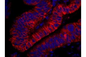 Immunofluorescence (IF) image for anti-rho Guanine Nucleotide Exchange Factor (GEF) 5 (ARHGEF5) (AA 600-650) antibody (ABIN7448930) (ARHGEF5 antibody  (AA 600-650))