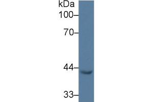 Western Blot; Sample: Porcine Heart lysate; Primary Ab: 3µg/ml Rabbit Anti-Human EGR3 Antibody Second Ab: 0. (EGR3 antibody  (AA 98-363))