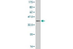 Western Blot detection against Immunogen (35. (JAG2 antibody  (AA 121-210))