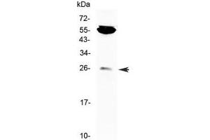 Western blot testing of mouse NIH3T3 cell lysate with CTLA-4 antibody at 0.