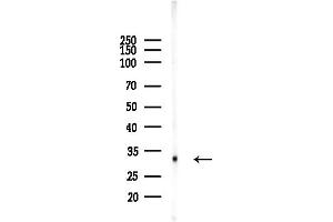 Western blot analysis of lysates from RAW264.