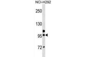 Western Blotting (WB) image for anti-Golgin A6 Family, Member B (GOLGA6B) antibody (ABIN3000645) (GOLGA6B antibody)