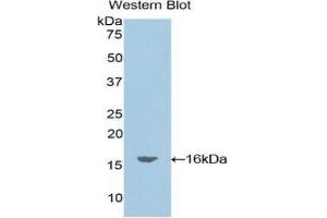 Western Blotting (WB) image for anti-Oncomodulin (OCM) (AA 1-109) antibody (ABIN1860095)