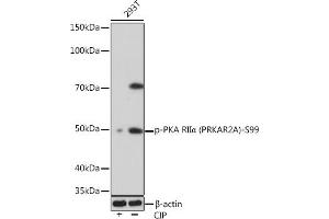 Western blot analysis of extracts of 293T cells, using Phospho-PKA RIIα (PRKA)-S99 Rabbit mAb (ABIN7269661) at 1:1000 dilution. (PRKAR2A antibody  (pSer99))