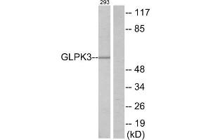 Western blot analysis of extracts from 293 cells, using GLPK3 antibody.