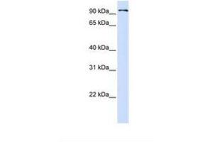 Image no. 1 for anti-Protocadherin beta 13 (PCDHB13) (AA 290-339) antibody (ABIN6738554) (PCDHB13 antibody  (AA 290-339))