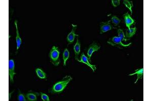 Immunofluorescent analysis of Hela cells using ABIN7162668 at dilution of 1:100 and Alexa Fluor 488-congugated AffiniPure Goat Anti-Rabbit IgG(H+L) (PARD6G antibody  (AA 249-326))
