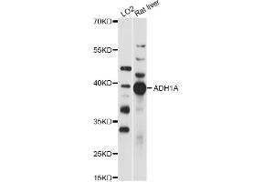 Western blot analysis of extracts of various cell lines, using ADH1A antibody (ABIN6292633) at 1:1000 dilution. (ADH1A antibody)