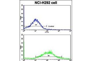 Flow cytometric analysis of NCI-H292 cells using CDH6 Antibody (bottom histogram) compared to a negative control cell (top histogram). (CDH6 antibody  (C-Term))