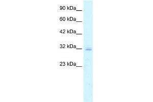 WB Suggested Anti-CLDN15 Antibody Titration:  5. (Claudin 15 antibody  (C-Term))