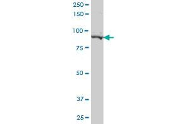 PEAK1 antibody  (AA 1151-1250)