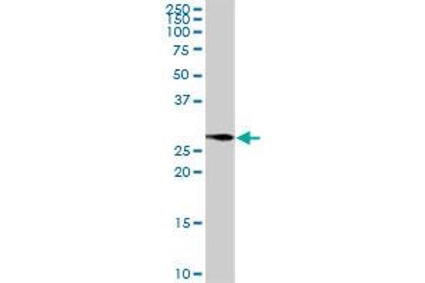 BCAP31 antibody  (AA 1-246)