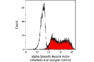 anti-Actin, alpha 2, Smooth Muscle, Aorta (ACTA2) (AA 1-50) antibody