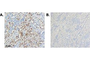 Immunohistochemical staining of CTRP6 using anti-CTRP6 (human), mAb (256-E)  in human tissue. (CTRP6 antibody  (Globular Domain, Globular Domain-less))