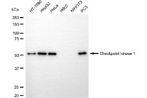 Western blotting analysis using checkpoint kinase 1 antibody (ABIN7798036).