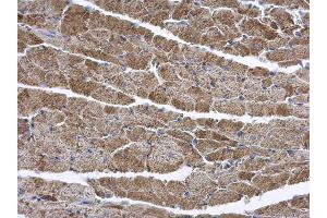 IHC-P Image ENTPD6 antibody [N1C1] detects ENTPD6 protein at cytoplasm on mouse heart by immunohistochemical analysis. (ENTPD6 antibody  (Center))