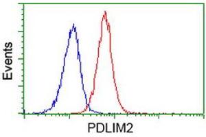 Flow cytometric Analysis of Jurkat cells, using anti-PDLIM2 antibody (ABIN2454554), (Red), compared to a nonspecific negative control antibody, (Blue). (PDLIM2 antibody)