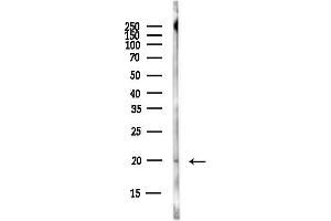 anti-Vasoactive Intestinal Peptide (Vip) (Internal Region) antibody