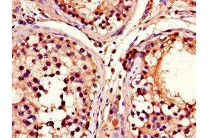 Immunohistochemistry of paraffin-embedded human testis tissue using ABIN7164909 at dilution of 1:100
