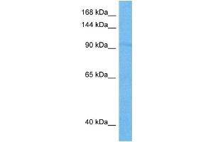 Host:  Mouse  Target Name:  RFX1  Sample Tissue:  Mouse Pancreas  Antibody Dilution:  1ug/ml (RFX1 antibody  (C-Term))