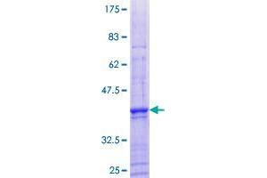 CCNJL Protein (AA 1-121) (GST tag)