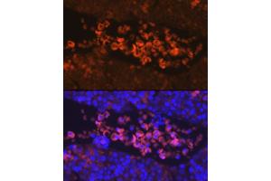 Immunofluorescence analysis of Mouse fetal using EPOR Rabbit pAb (ABIN3016975, ABIN3016976, ABIN1679740, ABIN1679741 and ABIN6219913) at dilution of 1:100. (EPOR antibody  (AA 274-508))