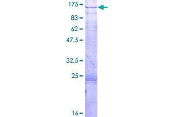 DZIP1 Protein (AA 1-867) (GST tag)