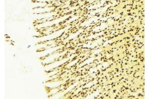 ABIN6274374 at 1/100 staining Human gastric tissue by IHC-P. (TSC22D1 antibody  (C-Term))