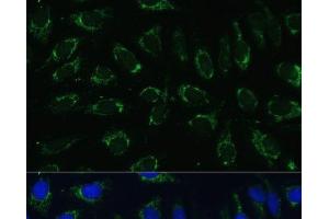 Immunofluorescence analysis of U-2 OS cells using NDUFA4 Polyclonal Antibody at dilution of 1:100 (40x lens). (NDUFA4 antibody)