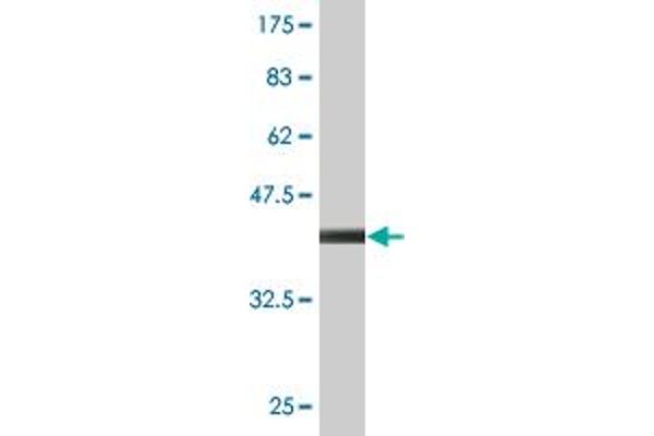 NHLRC1 antibody  (AA 137-246)