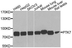 Western blot analysis of extracts of various cell lines, using PTK7 antibody (ABIN6003571) at 1/1000 dilution. (PTK7 antibody)