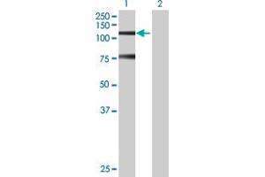 Western Blot analysis of SNRK expression in transfected 293T cell line by SNRK MaxPab polyclonal antibody. (SNRK antibody  (AA 1-765))