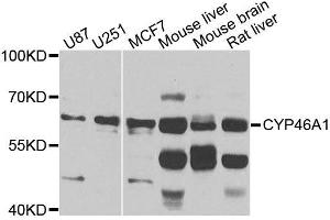 Western blot analysis of extracts of various cell lines, using CYP46A1 antibody (ABIN5996079) at 1/1000 dilution. (CYP46A1 antibody)