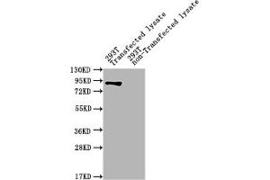 Western Blot Positive WB detected in: ureB 293T Transfected lysate, 293T non-Transfected lysate All lanes: ureB antibody at 1:2000 Secondary Goat polyclonal to rabbit IgG at 1/50000 dilution Predicted band size: 90 kDa Observed band size: 90 kDa (UreB (AA 1-569) antibody)