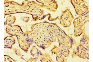 Immunohistochemistry of paraffin-embedded human placenta tissue using ABIN7154836 at dilution of 1:100 (C14orf94 antibody  (AA 1-363))