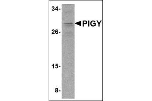 Western blot analysis of PIG-Y in A-20 cell lysate with this product at 2 μg/ml. (PIGY antibody  (C-Term))