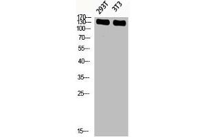 Western blot analysis of 293T 3T3 lysis using Phospho-IRS-1 (S636) antibody. (IRS1 antibody  (pSer636))